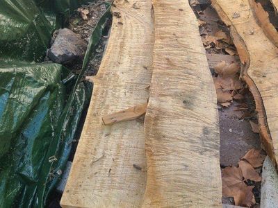 (#1) Elm Wood Slabs-$5 Board Foot