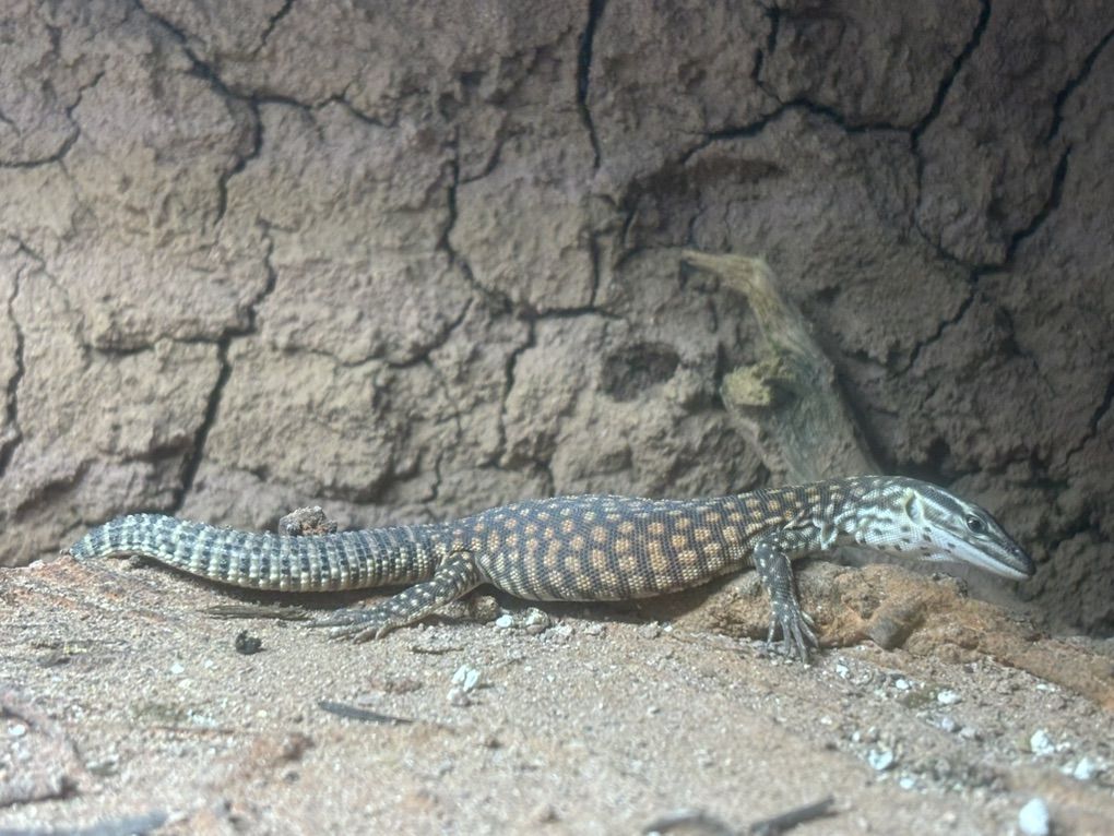 Red Ackie Monitor