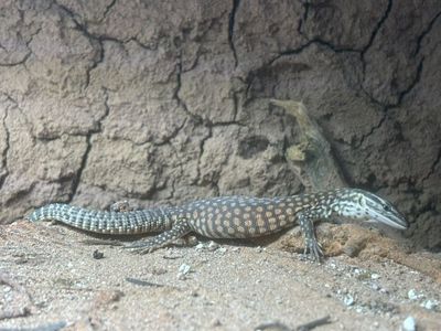 Red Ackie Monitor