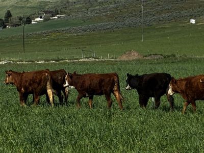 Steers