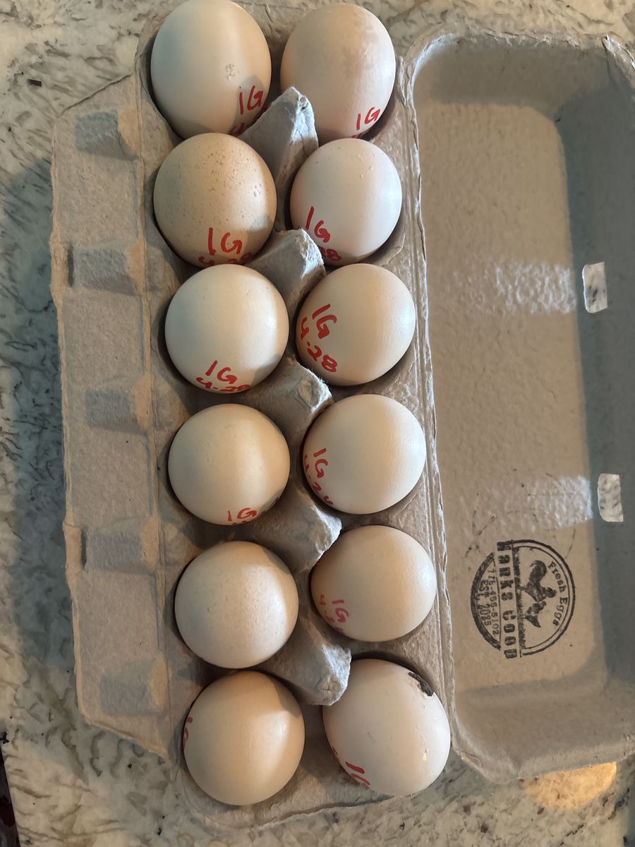 Indio Gigante Hatching eggs.