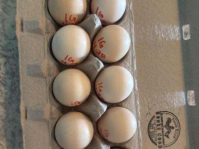 Indio Gigante Hatching eggs.