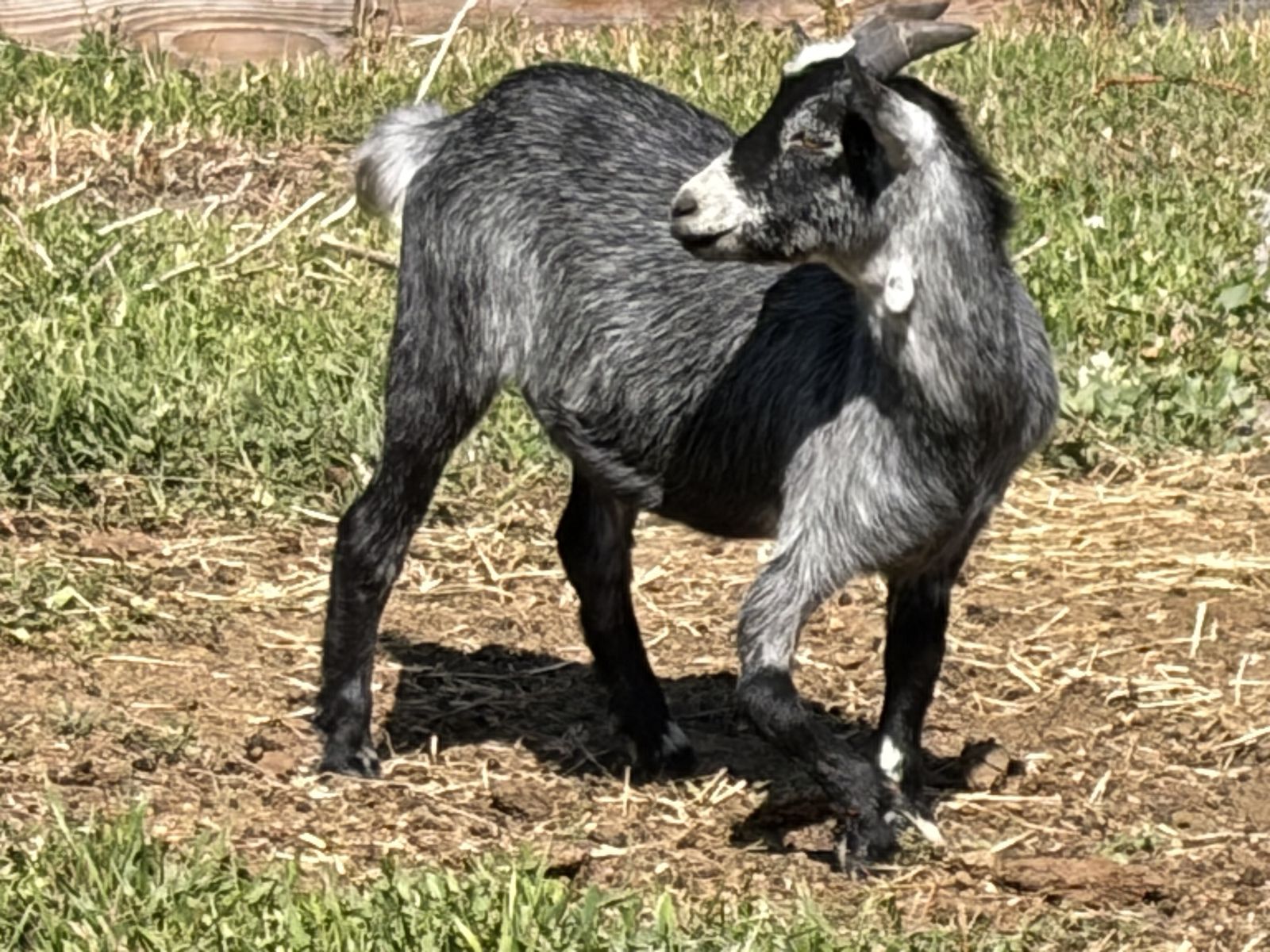 Weed eater goat