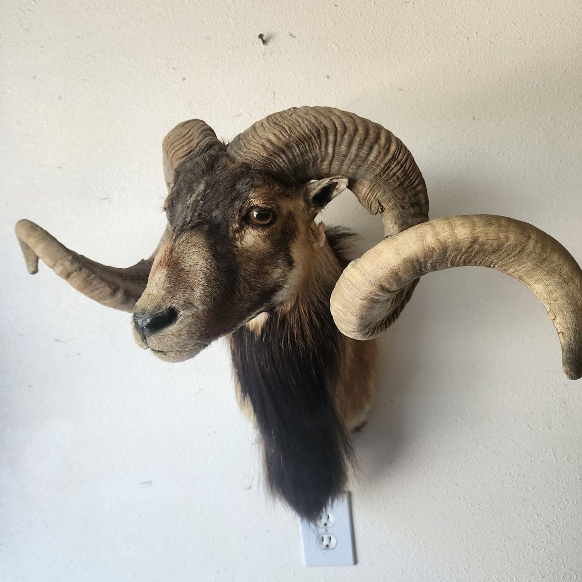 Corsican Sheep