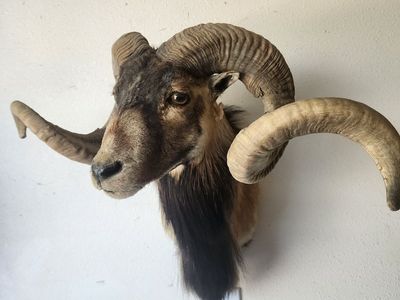 Corsican Sheep