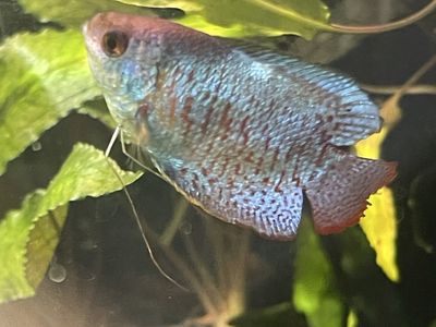 Dwarf powder blue gourami
