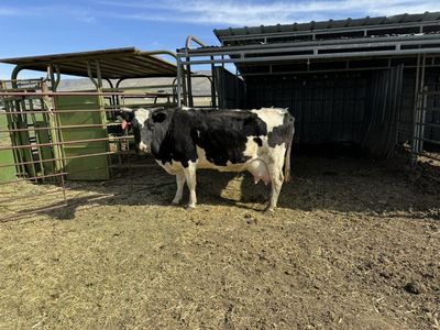 Holstien Nurse/milk Cow And Calf