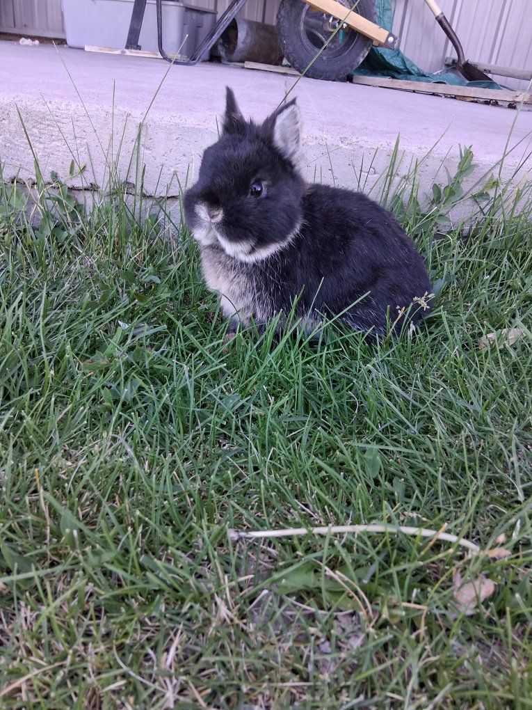 Tiny Netherland dwarf