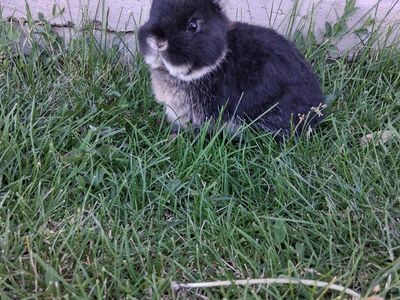 Tiny Netherland dwarf