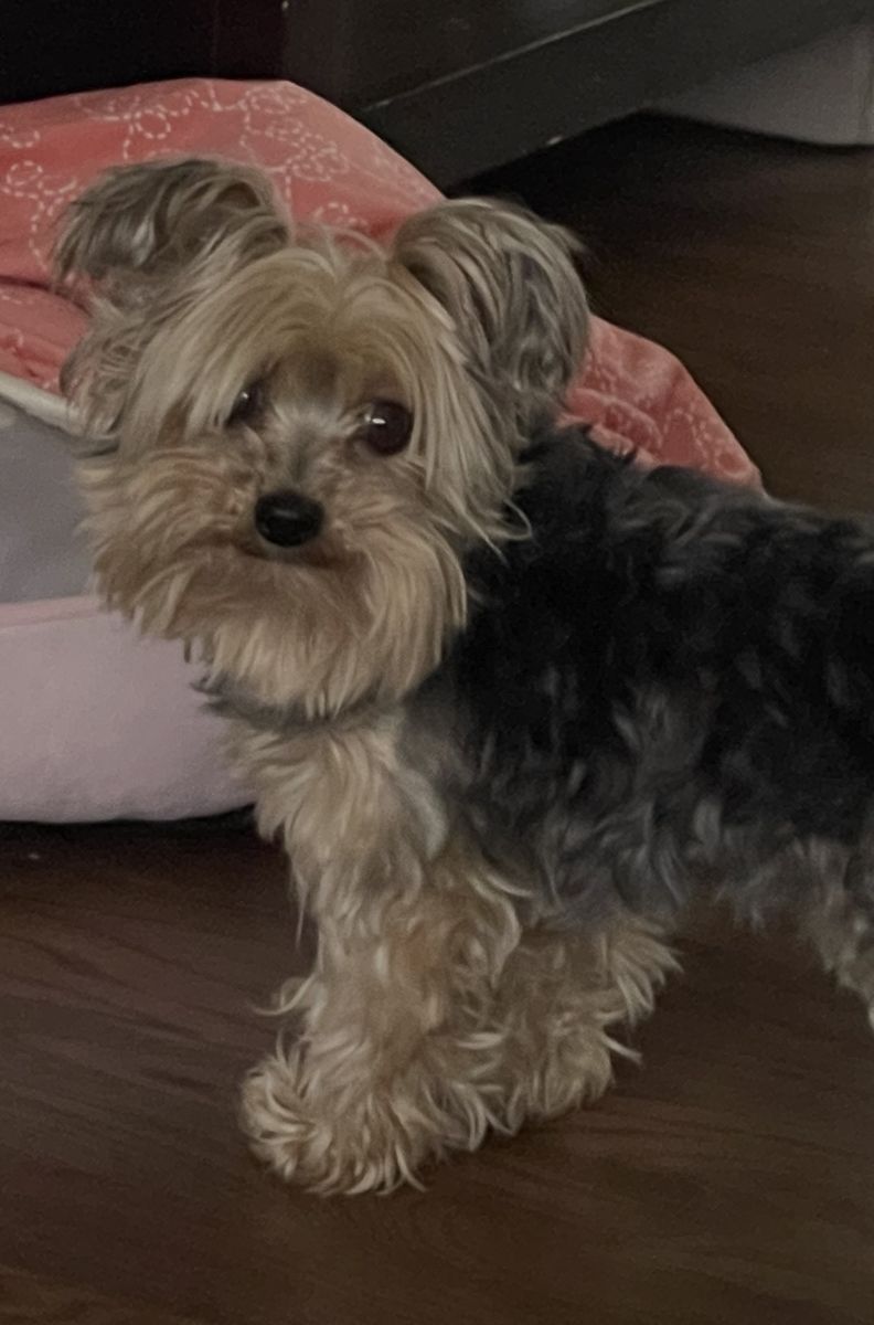 Yorkie Stud - 4 lbs Male Yorkshire Terrier