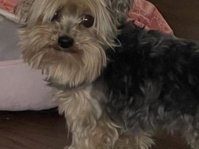 Yorkie Stud - 4 lbs Male Yorkshire Terrier
