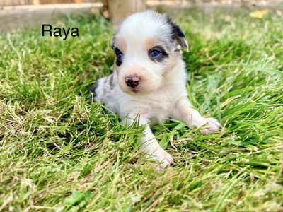 AKC registered ASCA eligible