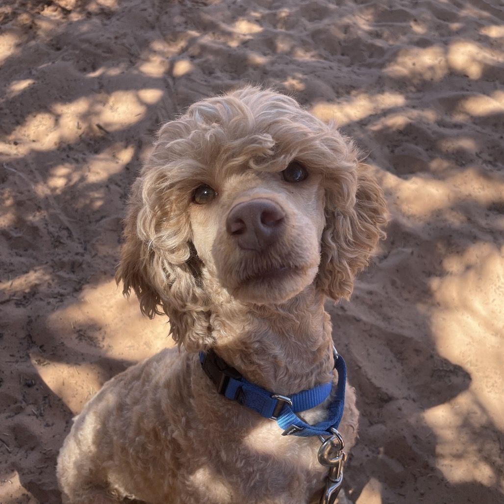 Hello my name is Ginger