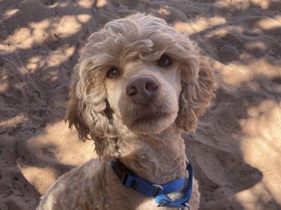 Hello my name is Ginger