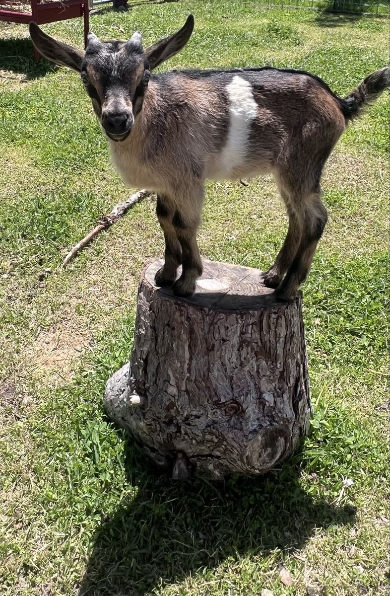Mini Alpine male