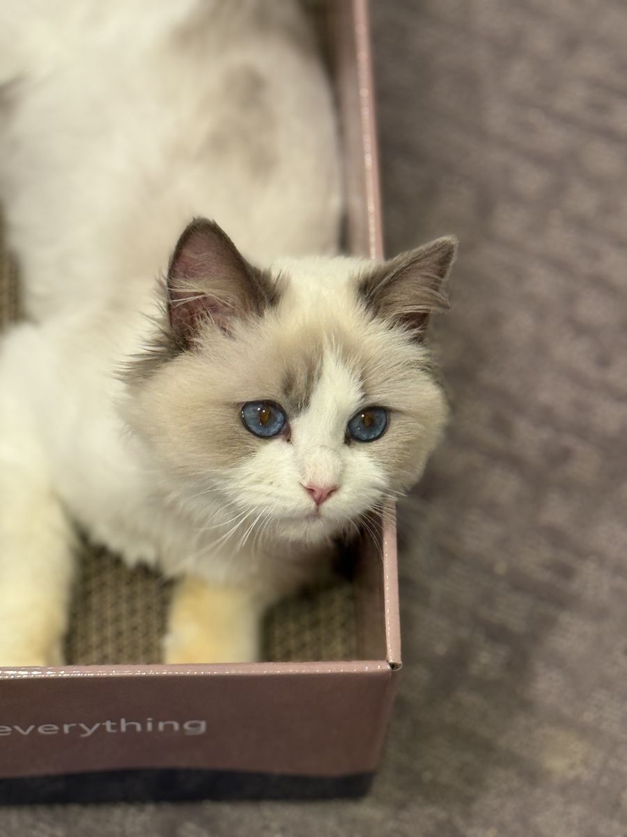 Beautiful 1-Year-Old Lilac Bicolor Ragdoll Looking for a Loving Home
