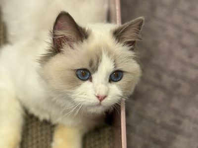 Beautiful 1-Year-Old Lilac Bicolor Ragdoll Looking for a Loving Home