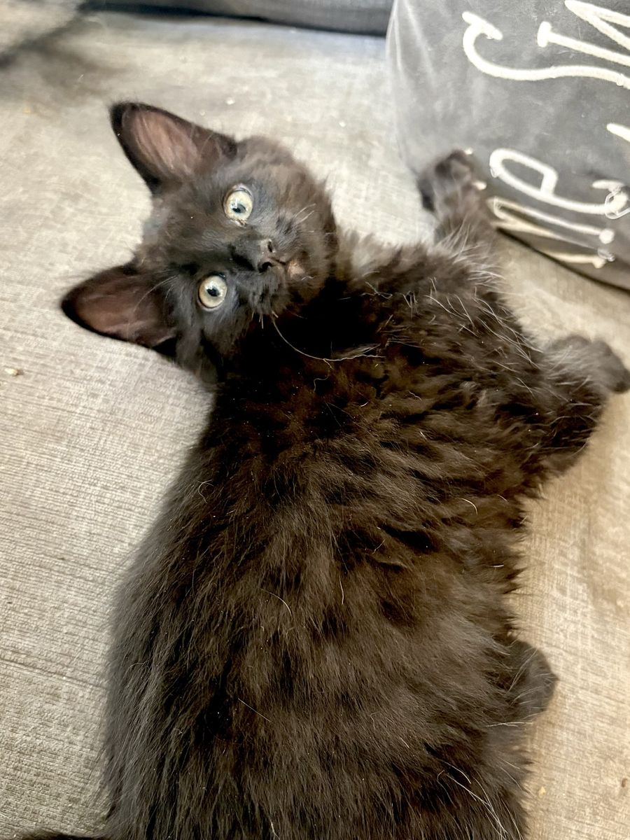 Fluffy Black Maine Coon Mix Male Kitten