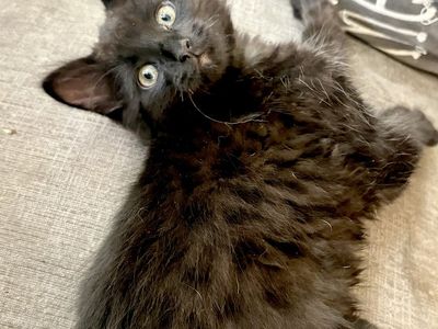 Fluffy Black Maine Coon Mix Male Kitten