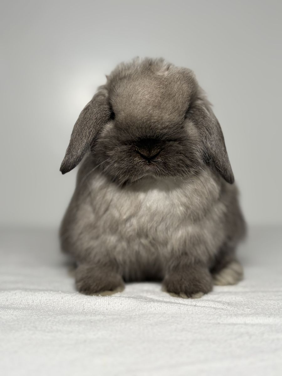 Holland Lop Buck