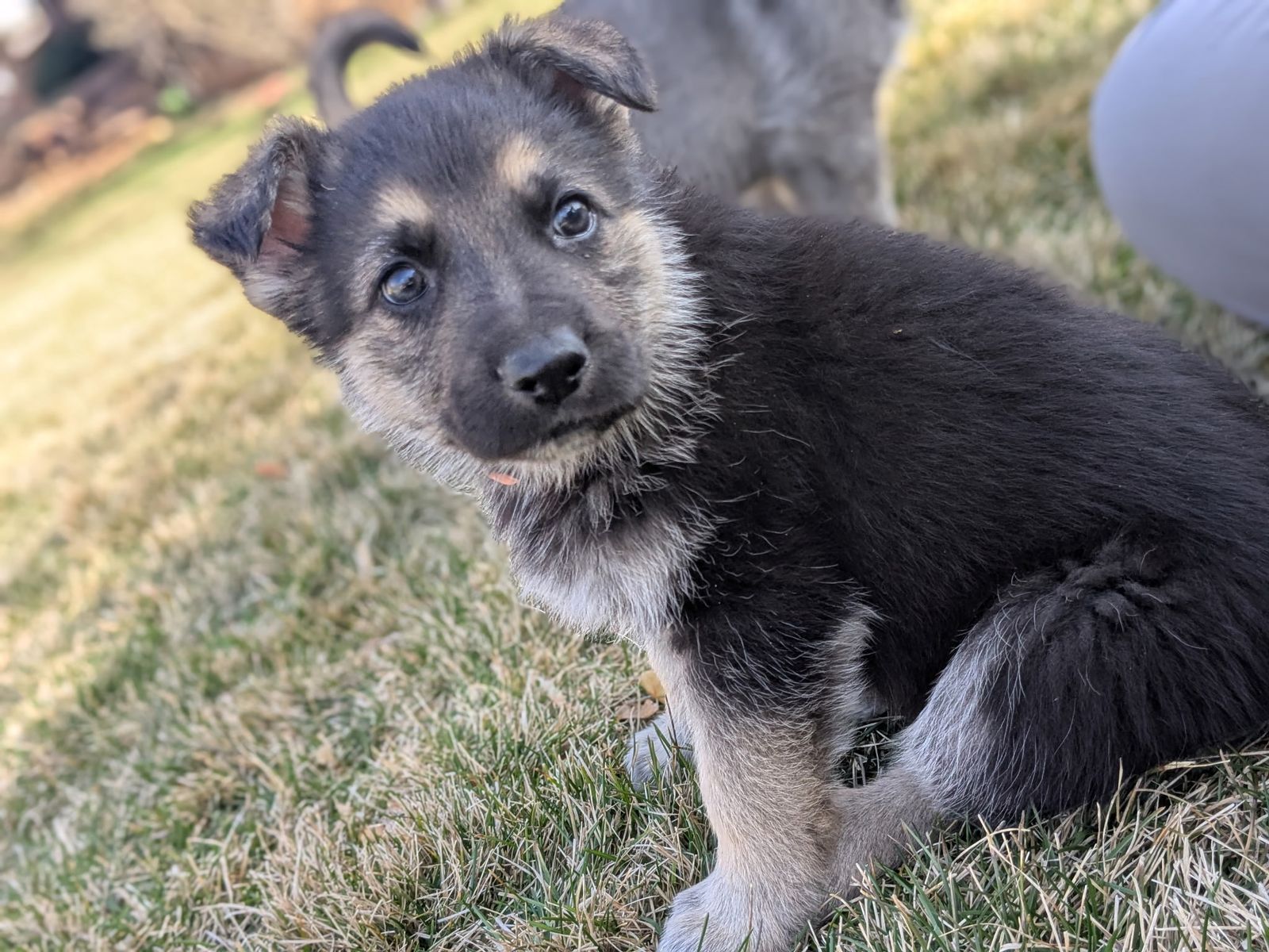 AKC Top quality German Shepherd Puppies