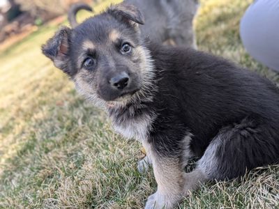 AKC Top quality German Shepherd Puppies