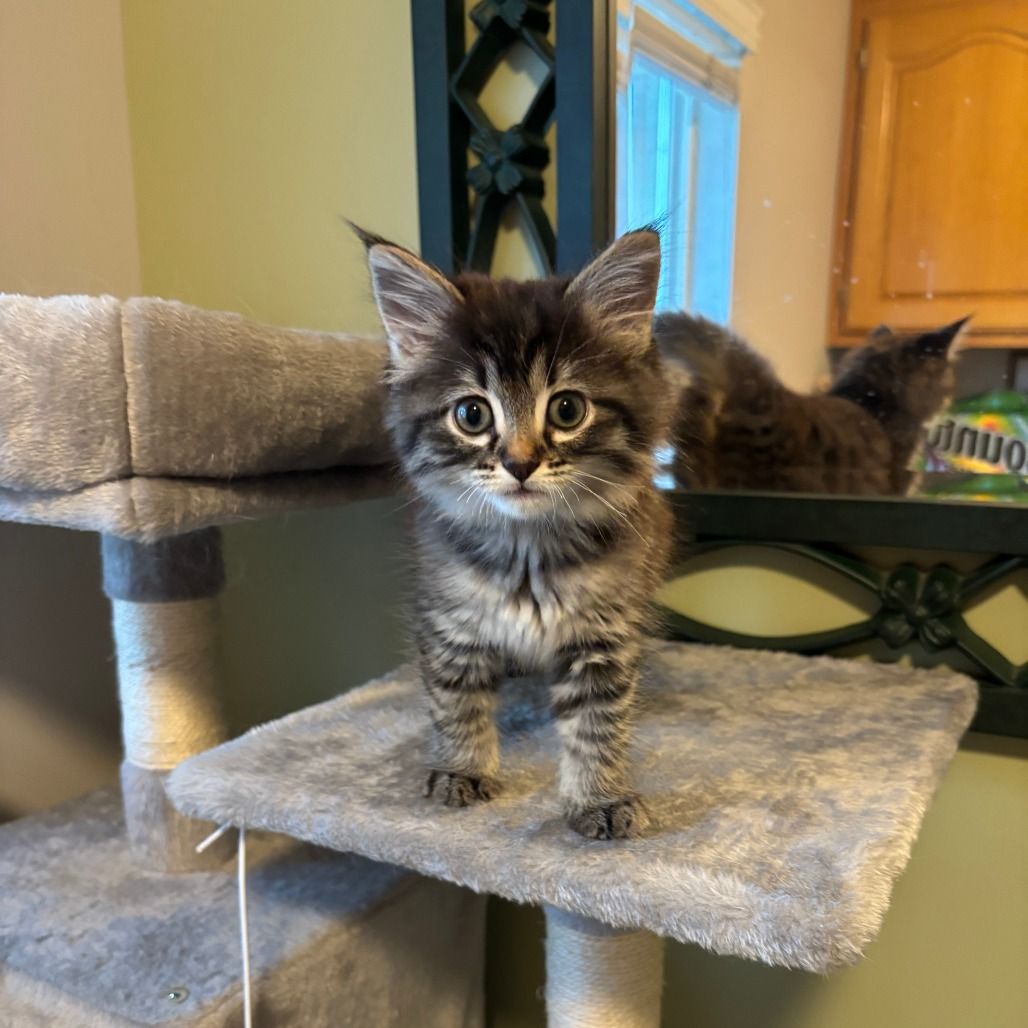 Hello my name is Violet