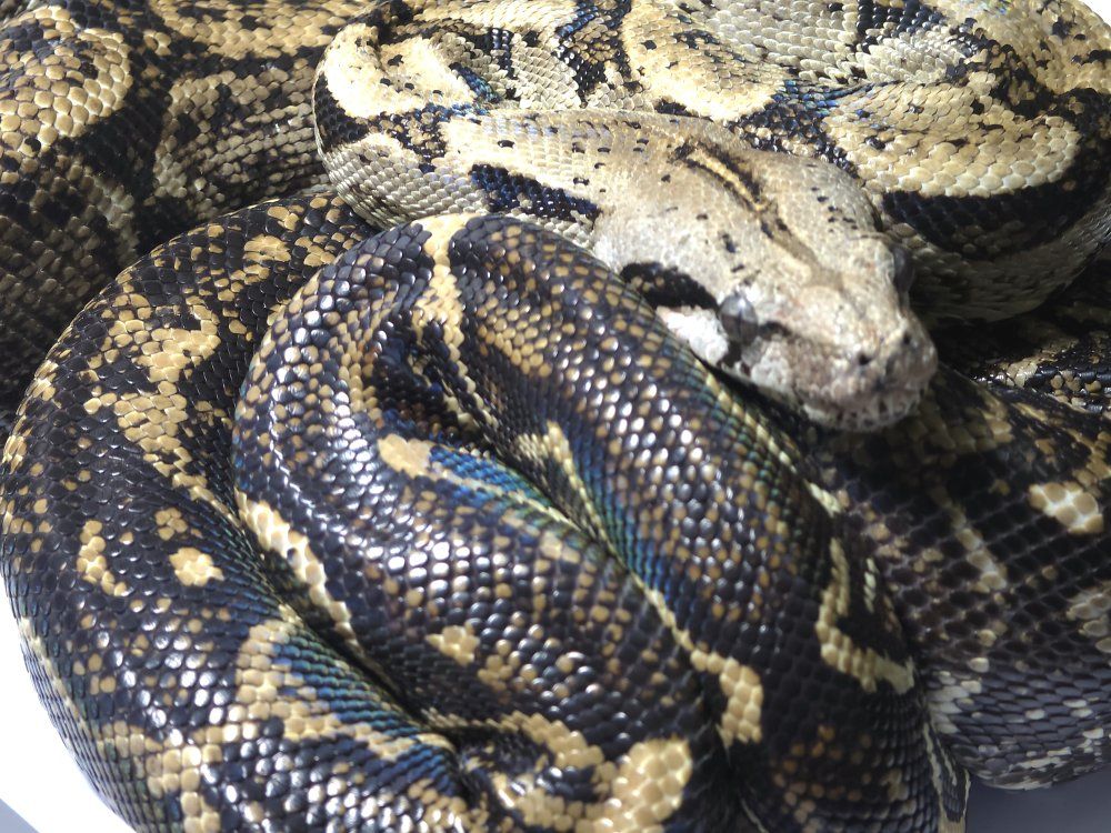 Boa Constrictor, Young Adult, Live Snake