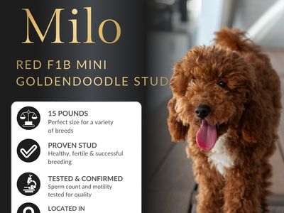 F1b Mini Goldendoodle Stud Health Tested High Success Rate