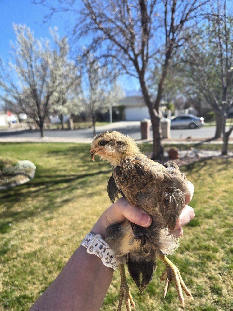 Easter egger reduced price chick