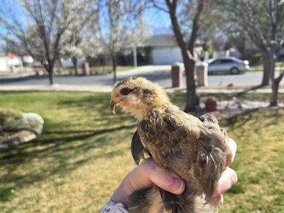 Easter egger reduced price chick