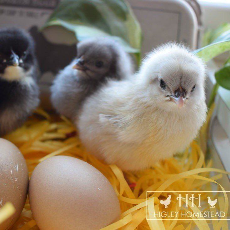 F3 Olive Egger Chicks for Sale!