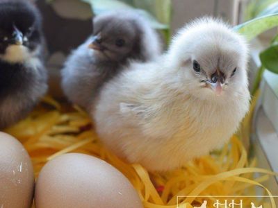F3 Olive Egger Chicks for Sale!