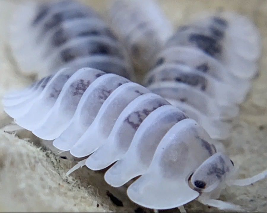 Shiro Utsuri Samurai Soldier Isopods