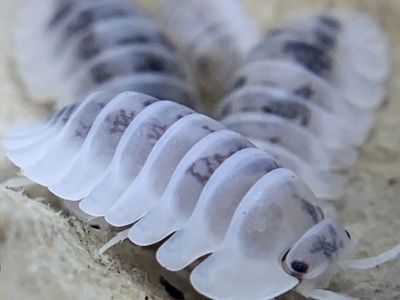 Shiro Utsuri Samurai Soldier Isopods