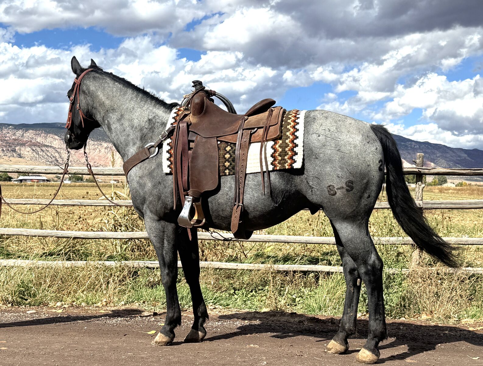 2022 AQHA Gelding