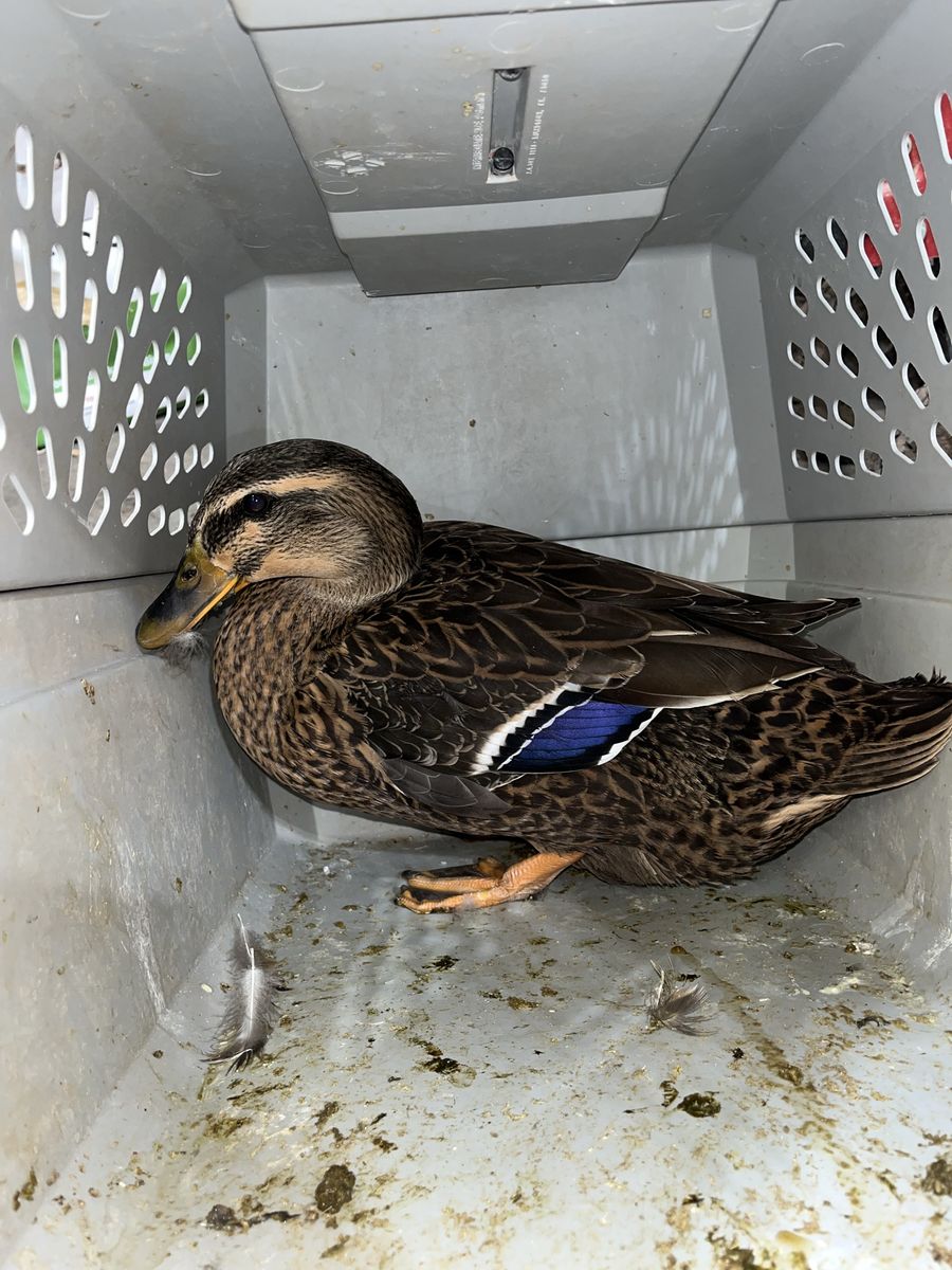 Female Rouen Duck