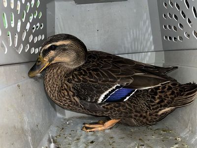 Female Rouen Duck