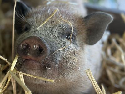 Adorable Mini Juliana piglet
