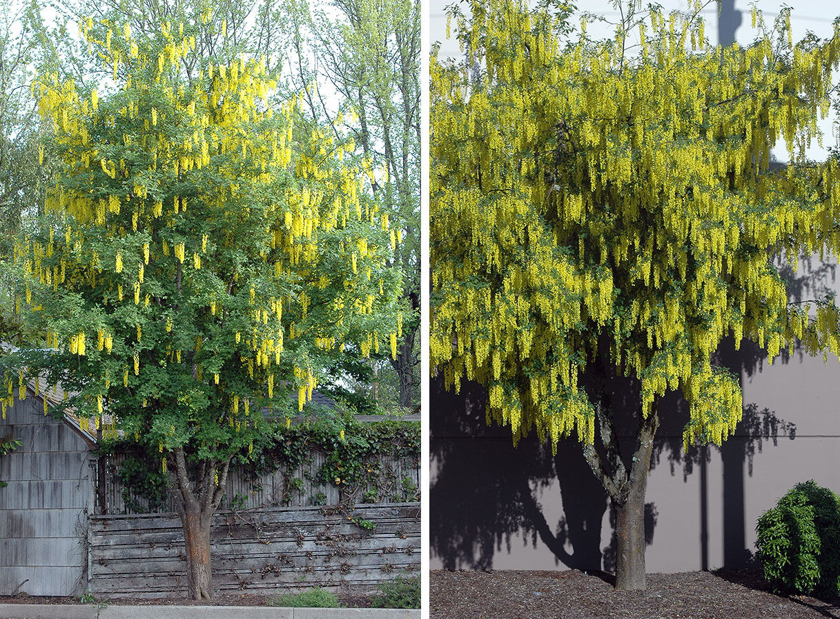 Wanted: Labunum/Golden Train tree branches or whole tree