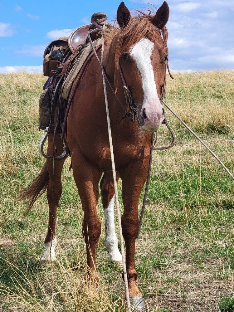 big red stud registered paint horse