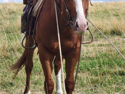 big red stud registered paint horse
