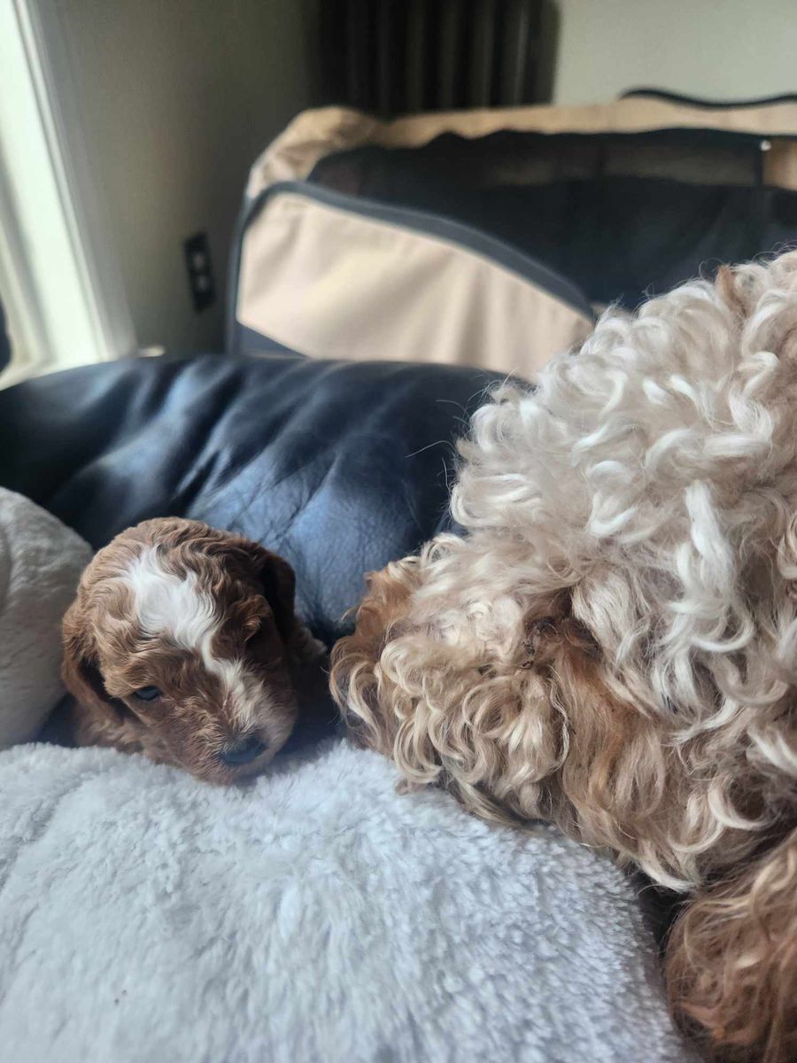 Lost Cavapoo and Labordoo