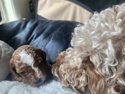 Lost Cavapoo and Labordoo
