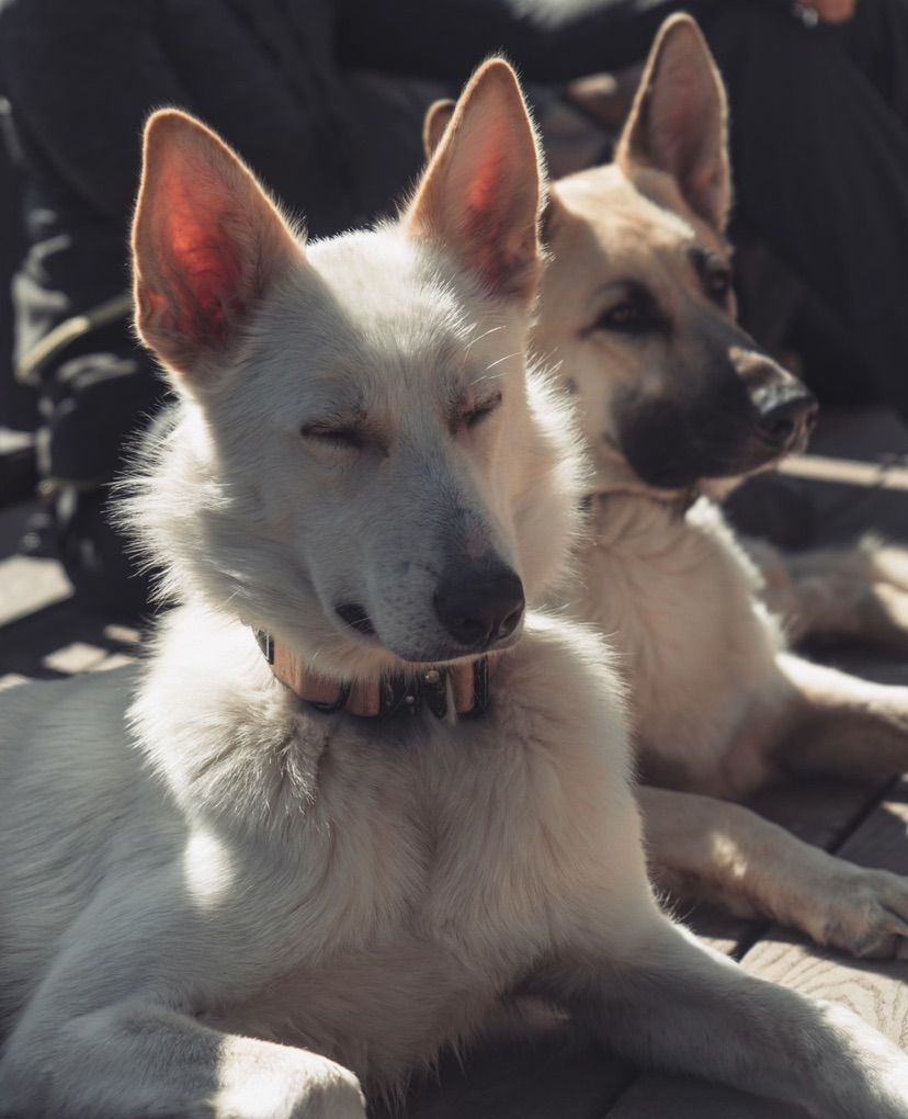 White German Shepherd