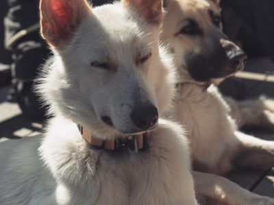 White German Shepherd