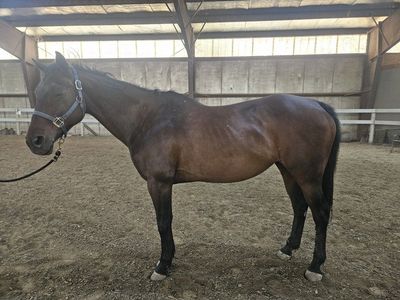 Arena and Trail QH Mare!