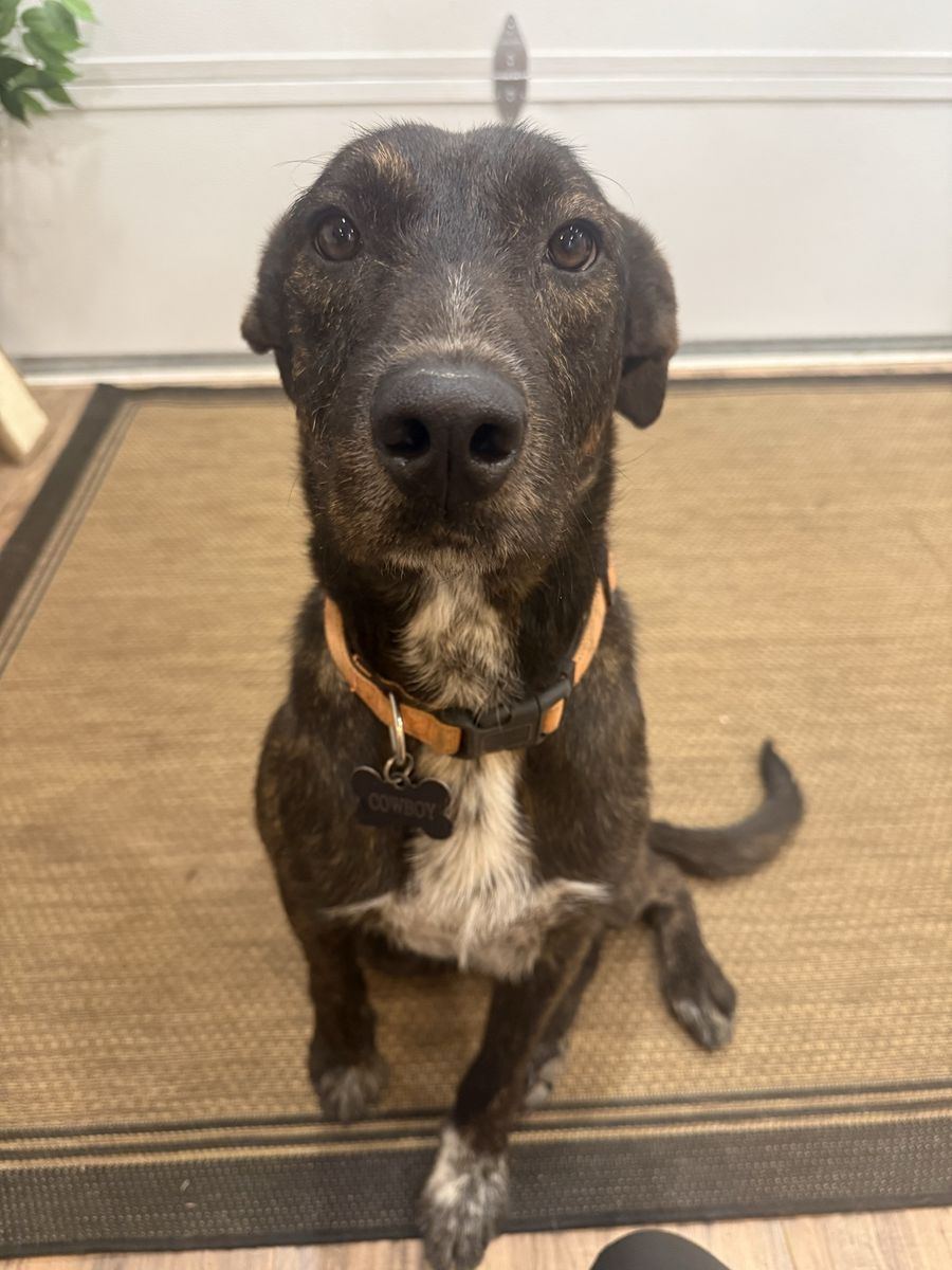 Cowboy – Smart Dog, Big Heart