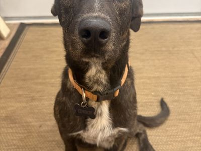 Cowboy – Smart Dog, Big Heart