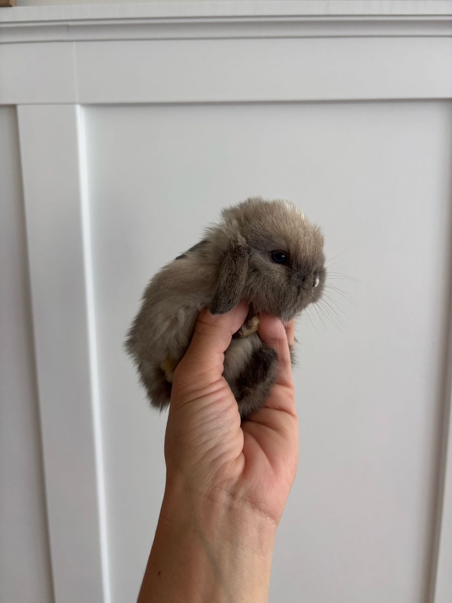 Holland lop buck
